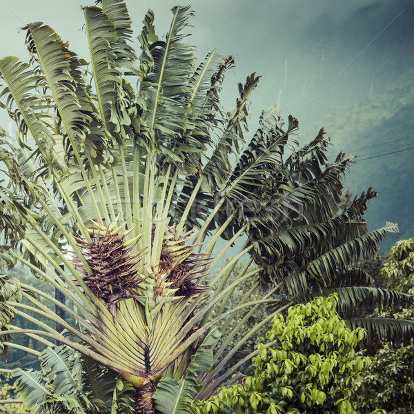 Foto stock: Cocotero · Hawai · EUA · textura · árbol · paisaje