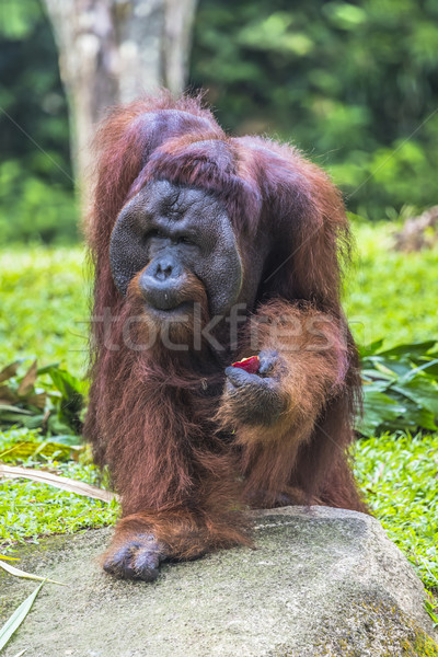 The adult male of the Orangutan in the wild nature. Island Borne Stock photo © Mariusz_Prusaczyk