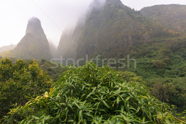 Iao Valley State Park on Maui Hawaii Stock photo © Mariusz_Prusaczyk