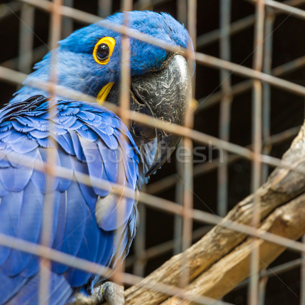 Blue Hyacinth macaw parrot in zoo.  Stock photo © Mariusz_Prusaczyk