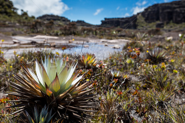 A very rare endemic plants on the plateau of Roraima - Venezuela Stock photo © Mariusz_Prusaczyk