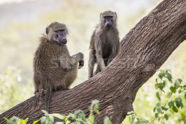 Babuíno parque animais selvagens reserva Tanzânia África Foto stock © Mariusz_Prusaczyk