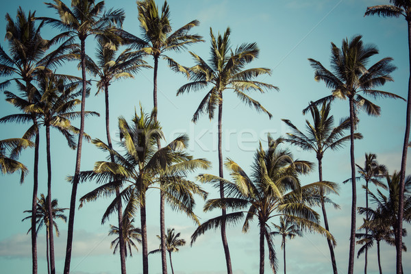 Kókuszpálma Hawaii USA textúra fa tájkép Stock fotó © Mariusz_Prusaczyk