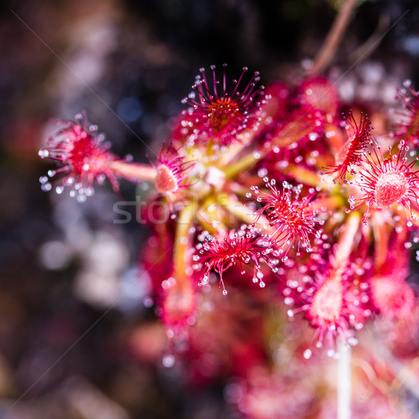Planalto Venezuela flor vermelho planta Foto stock © Mariusz_Prusaczyk