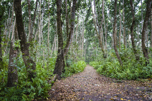 Floresta Tanzânia árvore estrada madeira natureza Foto stock © Mariusz_Prusaczyk