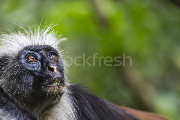 Stock foto: Gefährdet · rot · Affe · Wald · Gesicht · Blatt