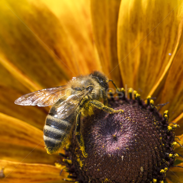 Foto ocidental mel de abelha néctar Foto stock © Mariusz_Prusaczyk