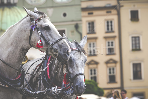 Horses and carts on the market in Krakow, Poland. Stock photo © Mariusz_Prusaczyk