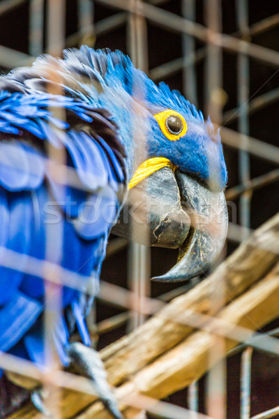 Blue Hyacinth macaw parrot in zoo.  Stock photo © Mariusz_Prusaczyk