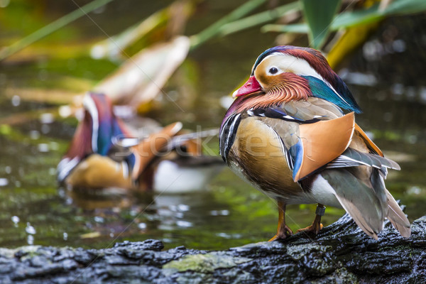 Stock photo: Beautiful male Mandarin Duck (Aix galericulata)