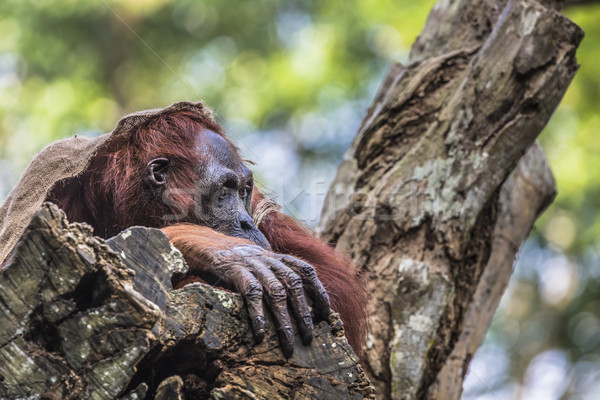 The adult male of the Orangutan in the wild nature. Island Borne Stock photo © Mariusz_Prusaczyk