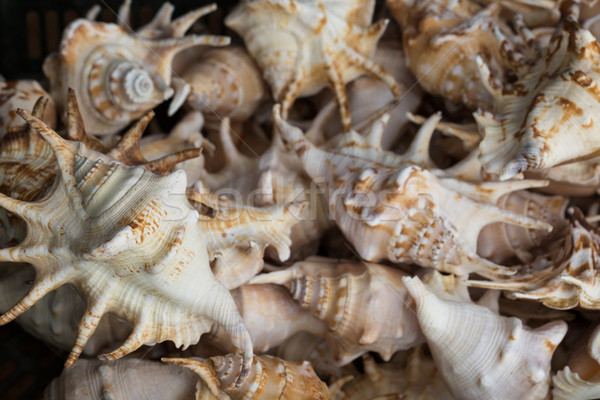 Stock photo: Seashells at market.