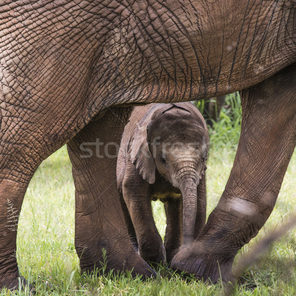 Baby olifant benen moeder hemel landschap Stockfoto © Mariusz_Prusaczyk