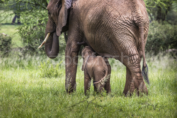 Mother and baby african elephants walking in savannah in the Tar Stock photo © Mariusz_Prusaczyk