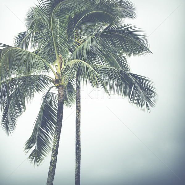 Coconut palm in Hawaii, USA. Stock photo © Mariusz_Prusaczyk