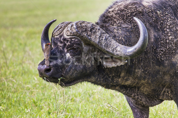 African buffalo (Syncerus caffer) on the grass. The photo was ta Stock photo © Mariusz_Prusaczyk