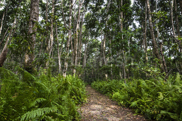 Pădure Tanzania copac rutier lemn natură Imagine de stoc © Mariusz_Prusaczyk