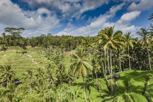 Gyönyörű zöld terasz mezők Bali Indonézia Stock fotó © Mariusz_Prusaczyk