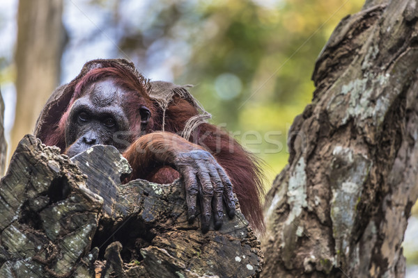 Felnőtt férfi orangután vad természet sziget Stock fotó © Mariusz_Prusaczyk