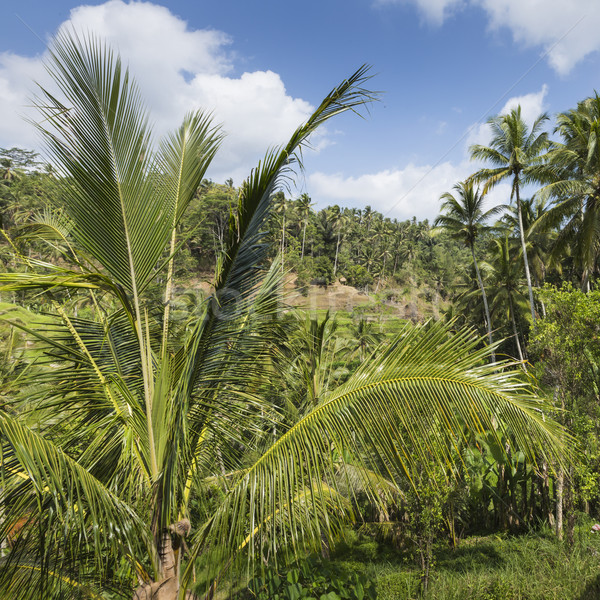 Foto stock: Verde · arroz · campos · bali · ilha · Indonésia