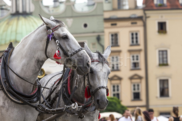 Horses and carts on the market in Krakow, Poland. Stock photo © Mariusz_Prusaczyk