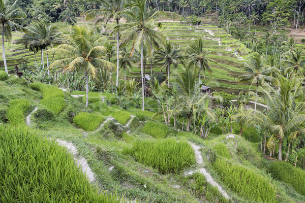 Beautiful green terrace paddy fields on Bali, Indonesia Stock photo © Mariusz_Prusaczyk