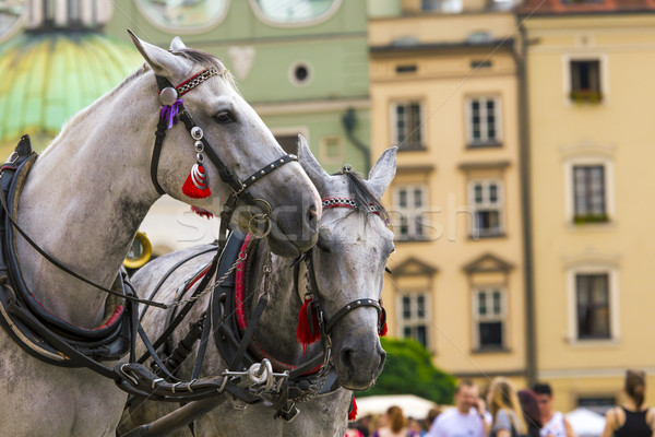 Horses and carts on the market in Krakow, Poland. Stock photo © Mariusz_Prusaczyk