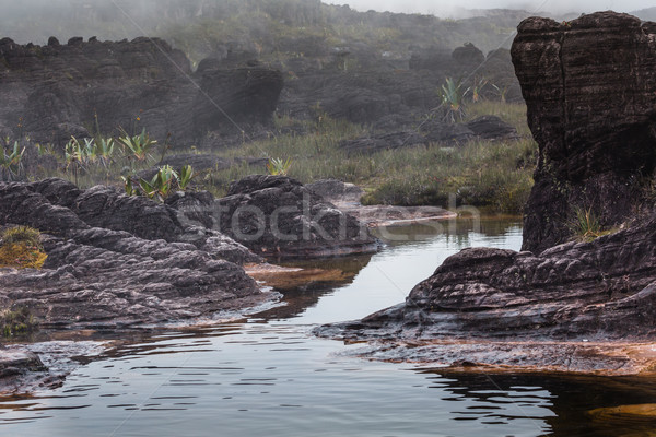 A very rare endemic plants on the plateau of Roraima - Venezuela Stock photo © Mariusz_Prusaczyk