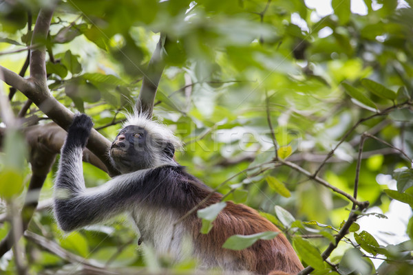 Veszélyeztetett piros majom erdő szem természet Stock fotó © Mariusz_Prusaczyk