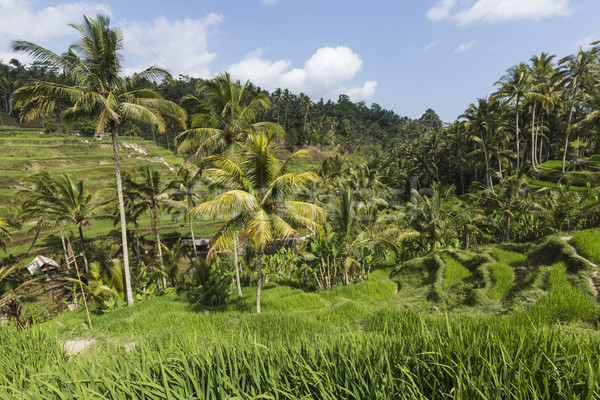 Stockfoto: Groene · rijst · velden · bali · eiland · Indonesië