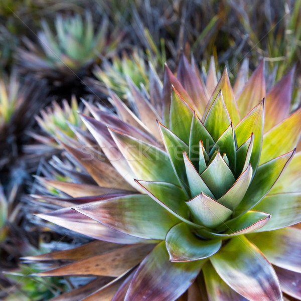 Endemic plant from Mount Roraima in Venezuela Stock photo © Mariusz_Prusaczyk
