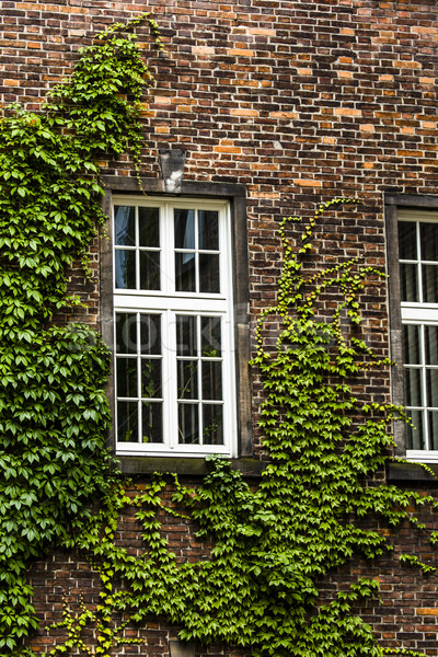 window covered with green ivy  Stock photo © Mariusz_Prusaczyk