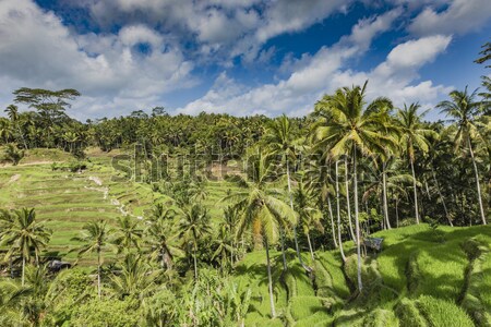 Beautiful green terrace paddy fields on Bali, Indonesia Stock photo © Mariusz_Prusaczyk