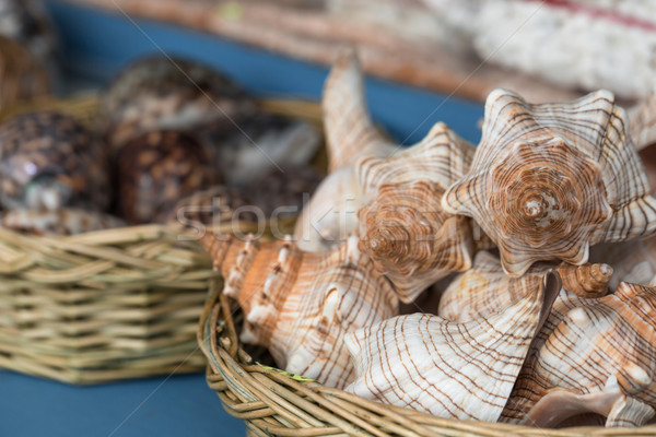 Seashells at market. Stock photo © Mariusz_Prusaczyk