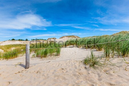 Moving dunes park near Baltic Sea in Leba, Poland Stock photo © Mariusz_Prusaczyk