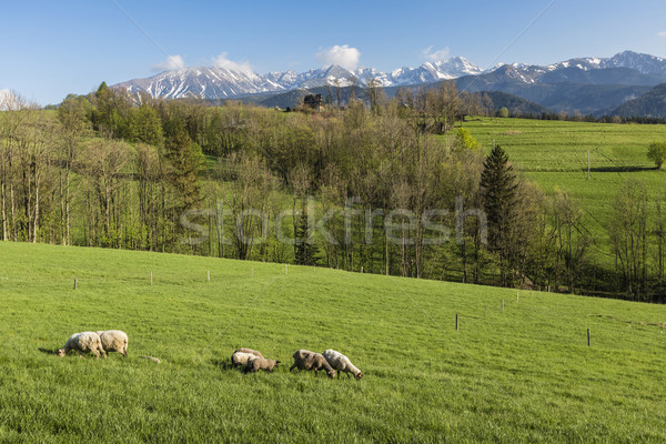 Panoráma hegyek tavasz idő Lengyelország fű Stock fotó © Mariusz_Prusaczyk