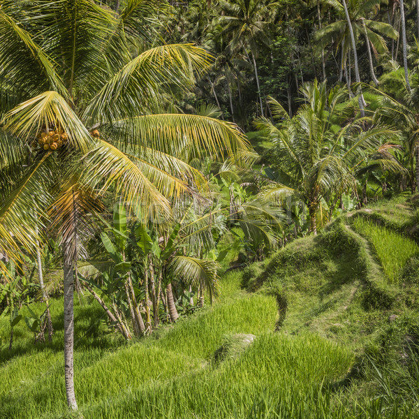 Stok fotoğraf: Güzel · yeşil · teras · alanları · bali · Endonezya