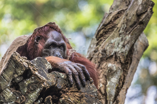 Stock photo: The adult male of the Orangutan in the wild nature. Island Borne