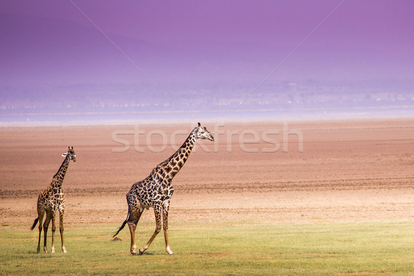 Stok fotoğraf: Zürafalar · göl · park · Tanzanya · cilt · genç