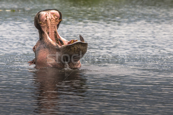 Nijlpaard krater natuur reserve Tanzania voedsel Stockfoto © Mariusz_Prusaczyk