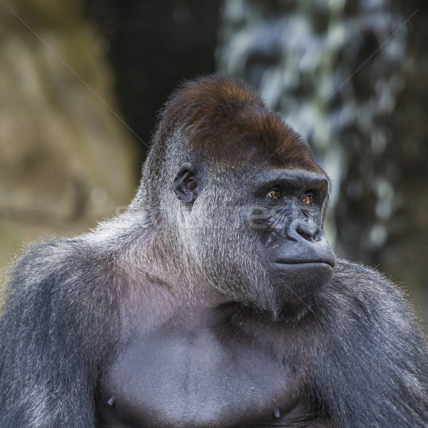 Stock foto: Westlichen · weiblichen · Gorilla · stehen · vorwärts