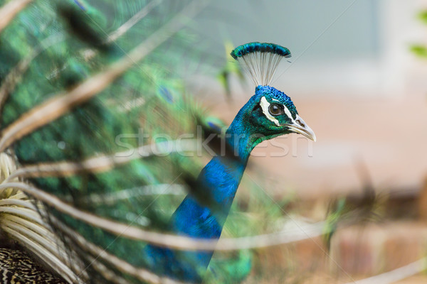 Stockfoto: Portret · mooie · pauw · veren · uit · Blauw