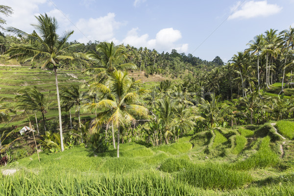 Foto stock: Verde · arroz · campos · bali · isla · Indonesia