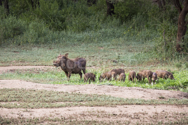 Warthogs near a water hole in Tarangire national park in Tanzani Stock photo © Mariusz_Prusaczyk