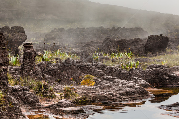 A very rare endemic plants on the plateau of Roraima - Venezuela Stock photo © Mariusz_Prusaczyk