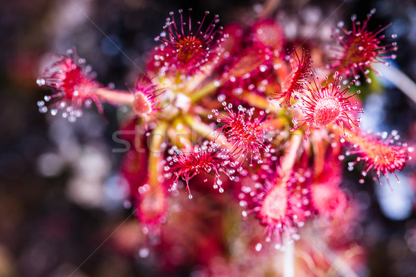 Sundew (Drosera rotundifolia) on plateau of Roraima tepui - Venezuela, South America  Stock photo © Mariusz_Prusaczyk