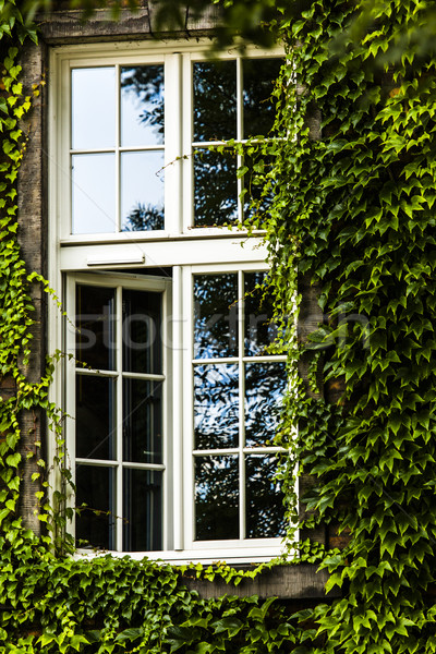 window covered with green ivy  Stock photo © Mariusz_Prusaczyk