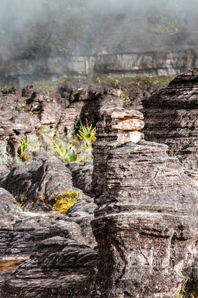 A very rare endemic plants on the plateau of Roraima - Venezuela Stock photo © Mariusz_Prusaczyk