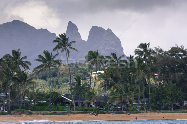 Coconut Palm tree on the sandy beach in Kapaa Hawaii, Kauai Stock photo © Mariusz_Prusaczyk