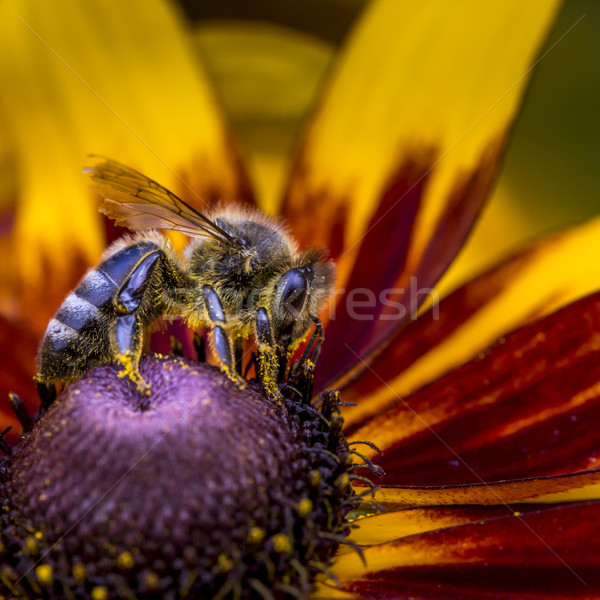Close-up photo of a Western Honey Bee gathering nectar and spreading pollen. Stock photo © Mariusz_Prusaczyk